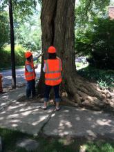 Tree inspection